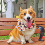 Dog Reversible Bandana Singapore | Dog Sailor Bow Neckerchief | Dog Bandana with Customized Hand-embroidery Name「 ii Design Workz 」