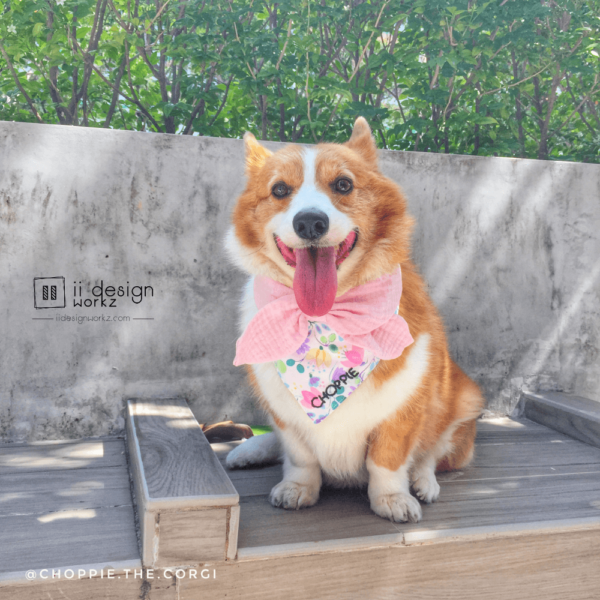 Dog Bandana Singapore | Dog Bow Bandana | Dog Bandana with Customized Hand-embroidery Name | Dog Accessories「 ii Design Workz 」