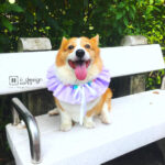 Dog Collar Singapore | Dog Bandana | Dog 360 degree Collar | Dog Accessories「 ii Design Workz 」